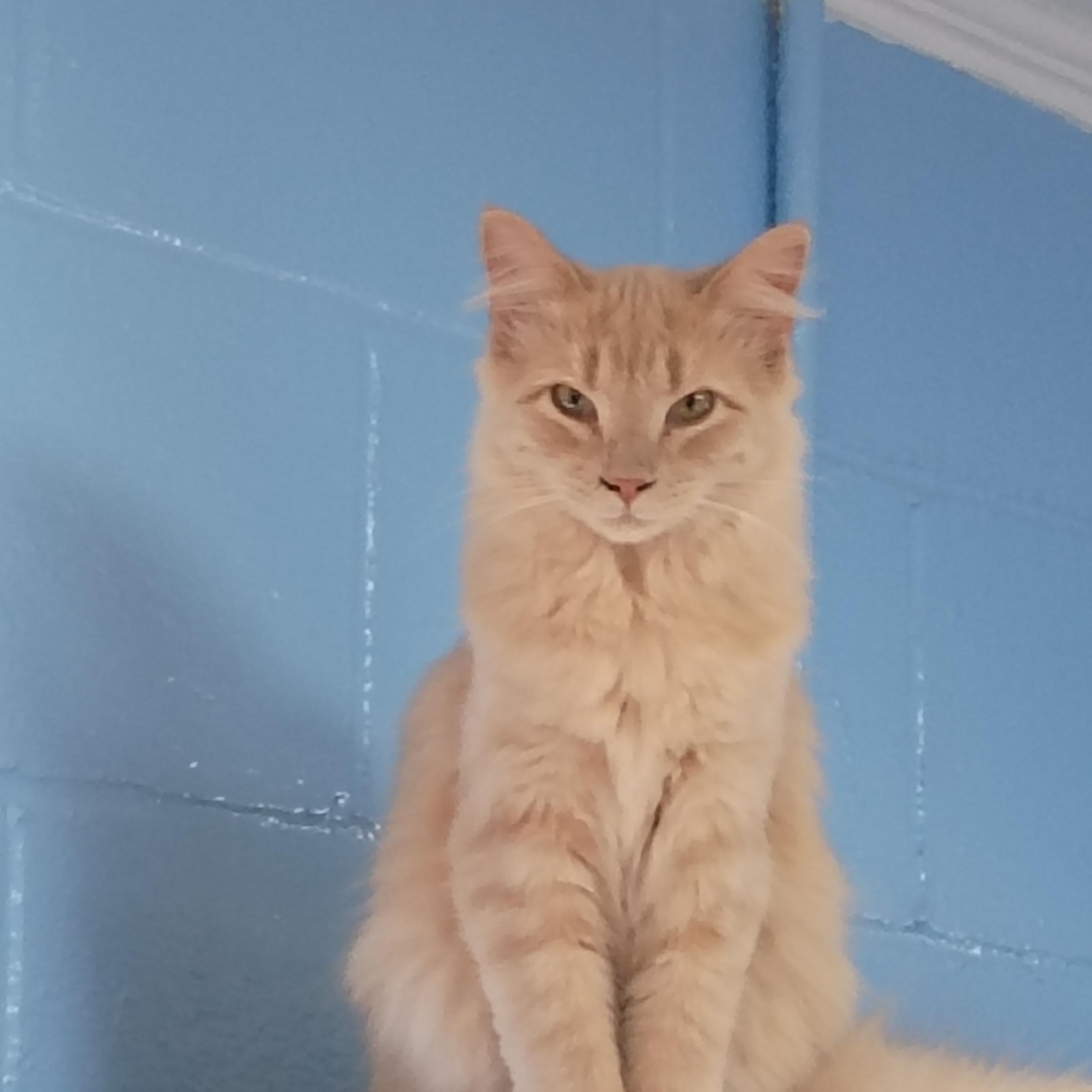 Sammy, Adoptable, Kitten Male Domestic Medium Hair.