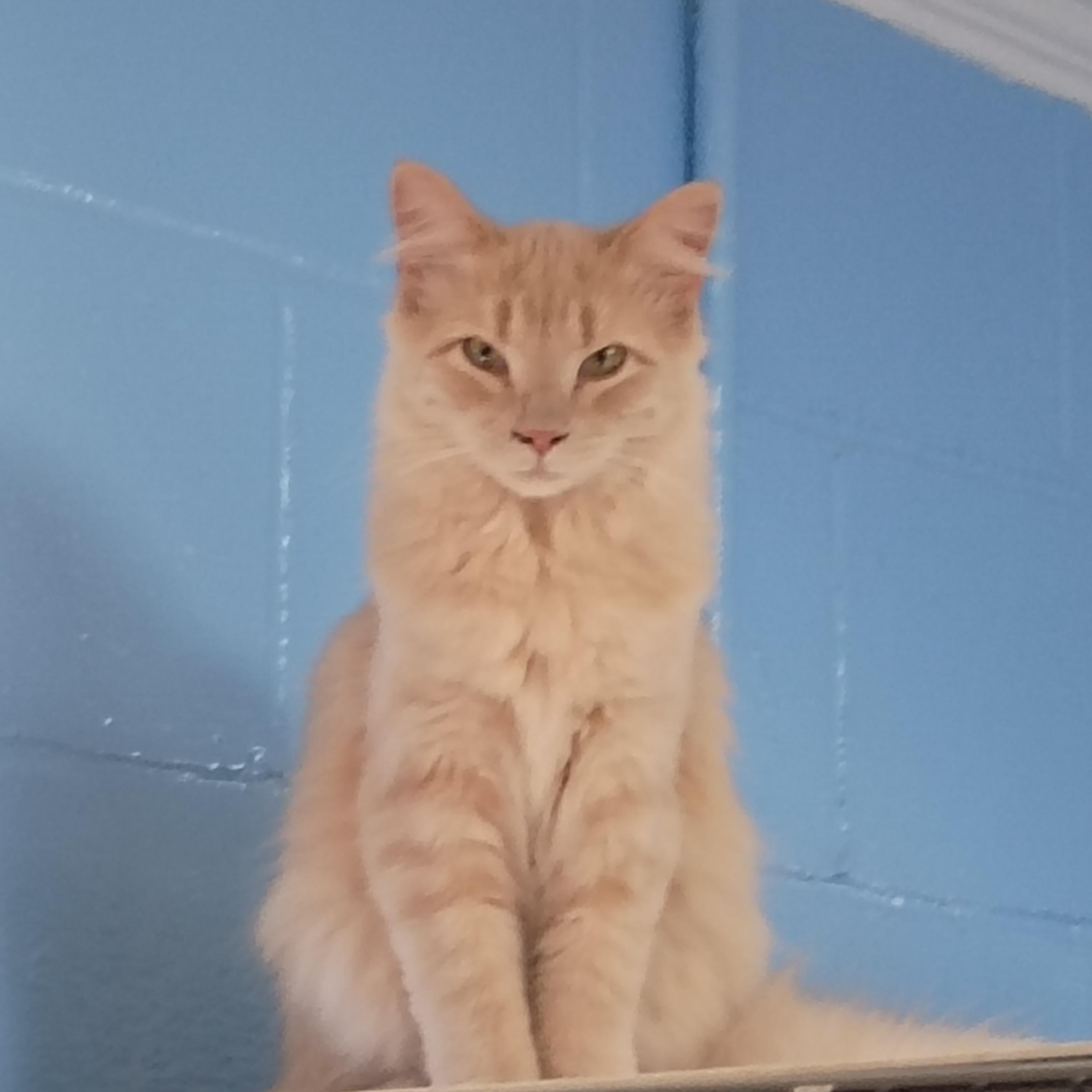 Enlarge Sammy, a Adoptable Domestic Medium Hair in Carthage, NC image 2/2
