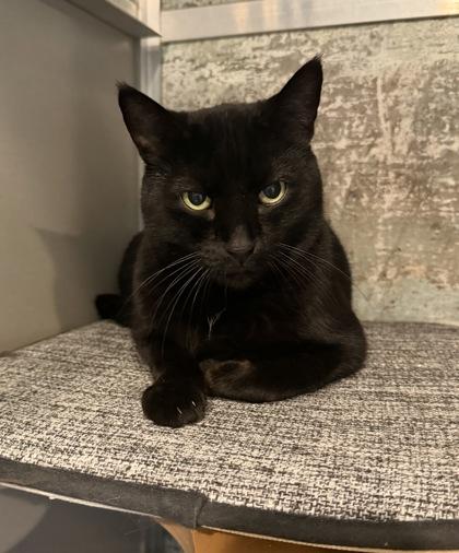 Lucky, Adoptable, Young Male Domestic Short Hair & Domestic Short Hair.