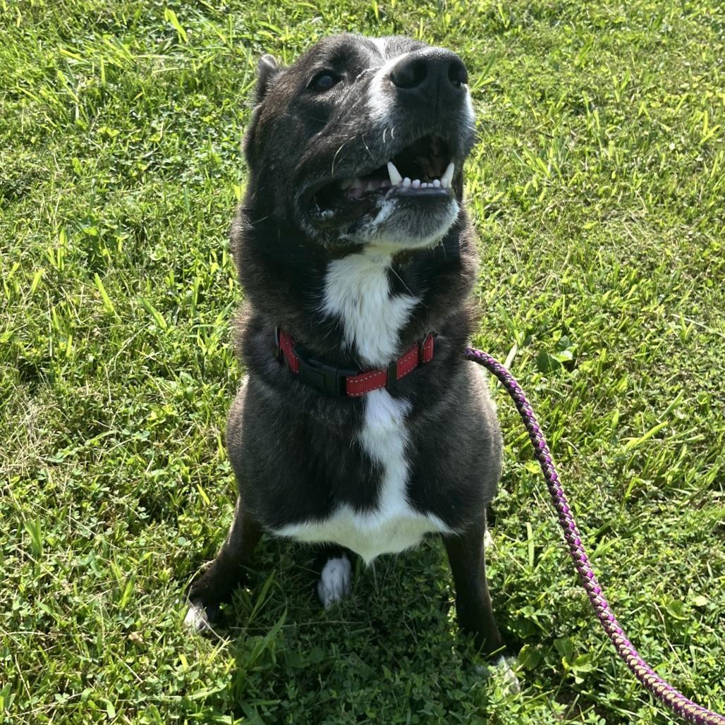 McQueen, a Adoptable mixed breed in La Grange, KY image 1/6