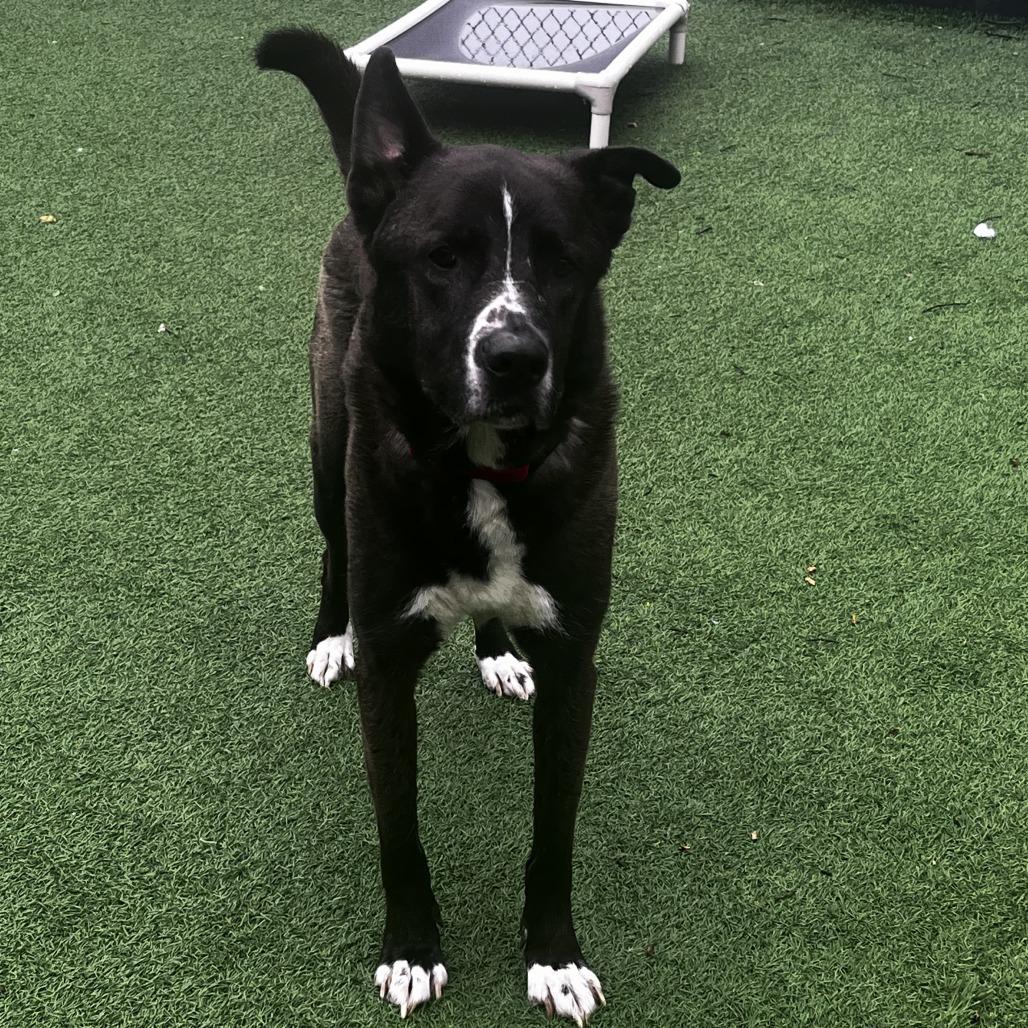 McQueen, Adoptable, Adult Male Husky & German Shepherd Dog.