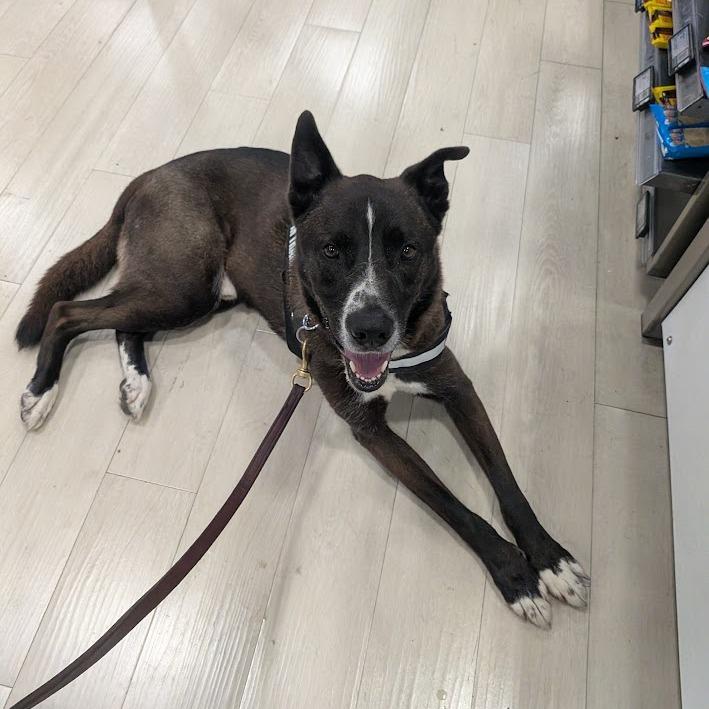 Enlarge McQueen, a Adoptable mixed breed in La Grange, KY image 2/6