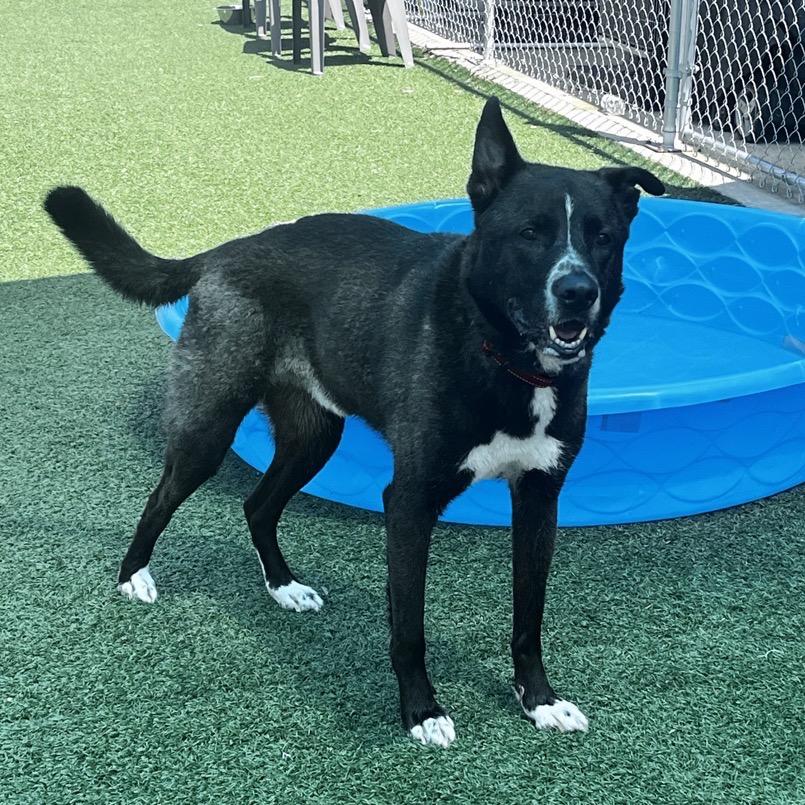 McQueen, a Adoptable mixed breed in La Grange, KY image 4/6