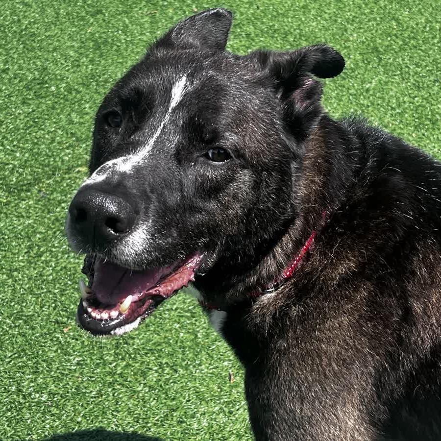 McQueen, a Adoptable mixed breed in La Grange, KY image 5/6
