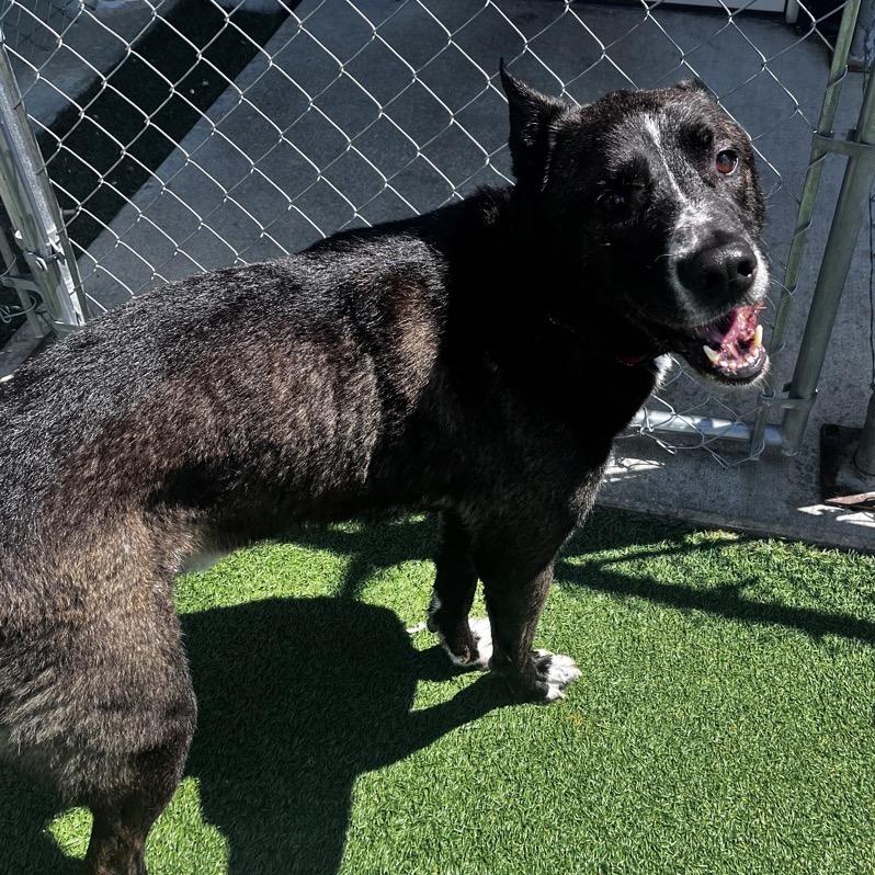 McQueen, a Adoptable mixed breed in La Grange, KY image 6/6