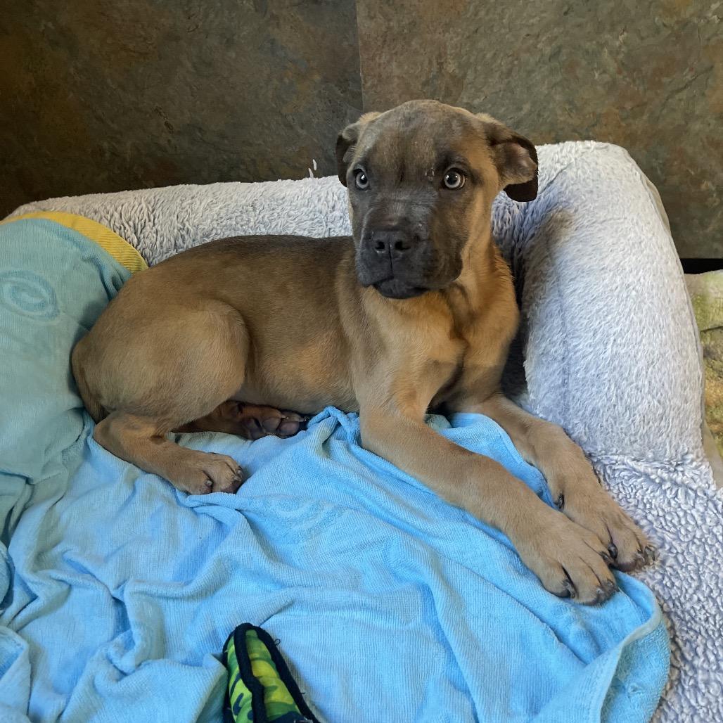 Thumper (In Foster), Adoptable, Puppy Female Mastiff.