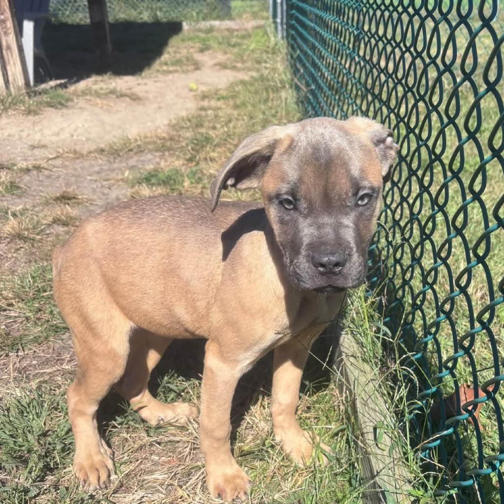 Enlarge Thumper (In Foster), a Adoptable Mastiff in Newark, NJ image 2/4