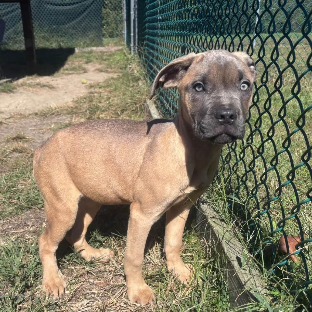 Enlarge Thumper (In Foster), a Adoptable Mastiff in Newark, NJ image 3/4
