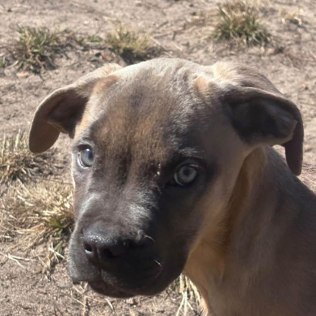 Enlarge Thumper (In Foster), a Adoptable Mastiff in Newark, NJ image 4/4