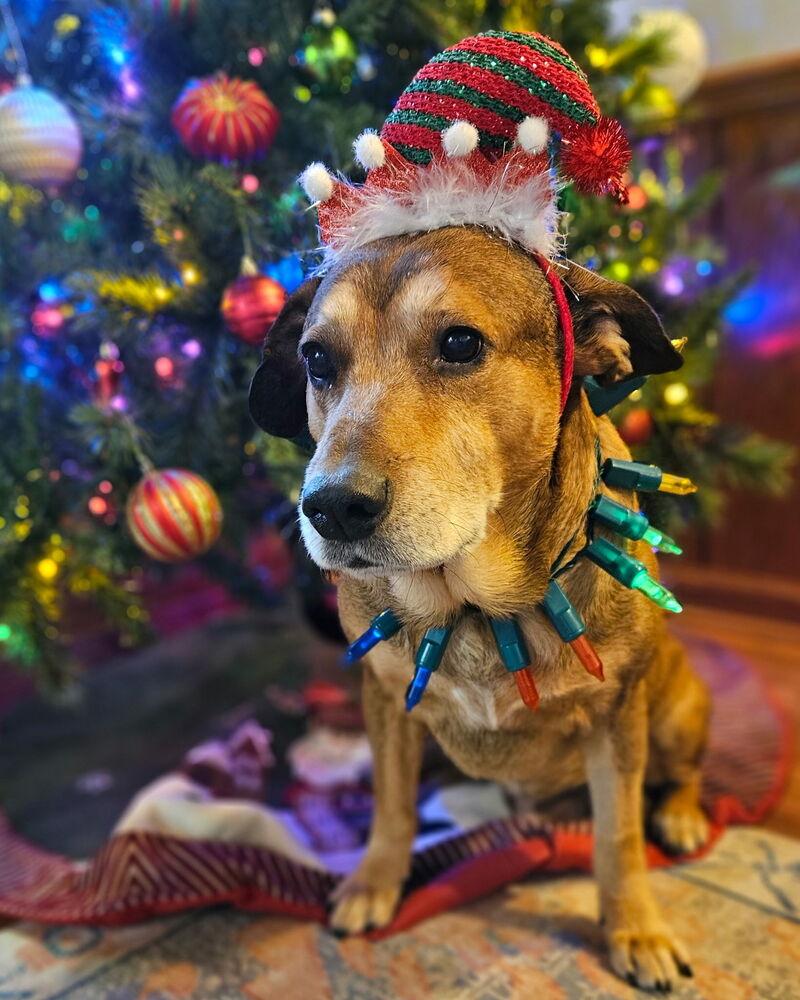 Charlie, Adoptable, Senior Male Hound & Mixed Breed.