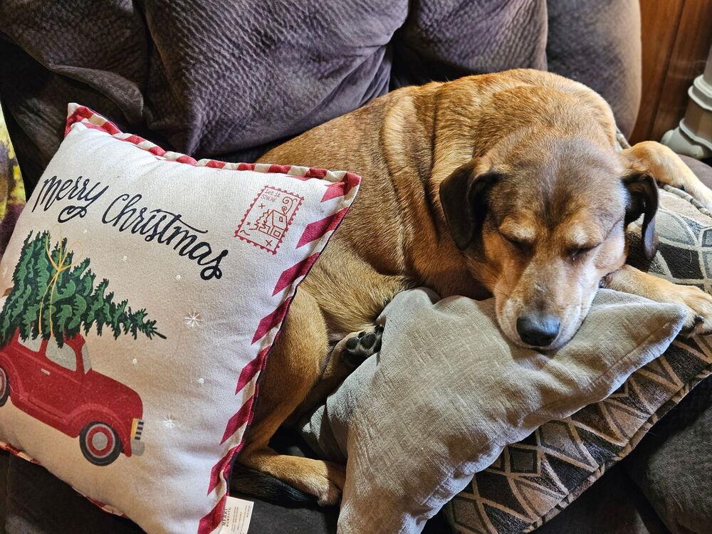 Charlie, a Adoptable mixed breed in White, PA image 2/6