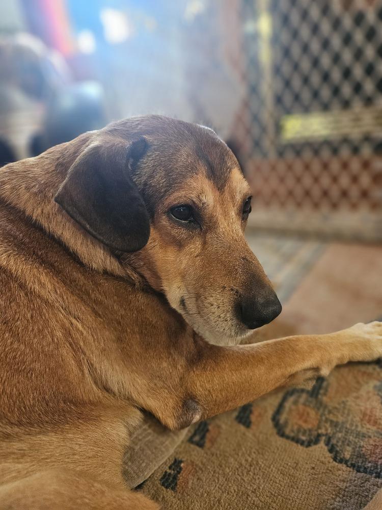 Charlie, a Adoptable mixed breed in White, PA image 3/6
