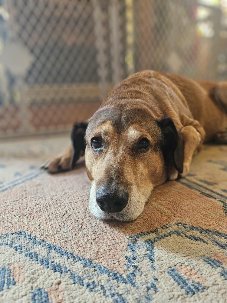 Charlie, a Adoptable mixed breed in White, PA image 4/6