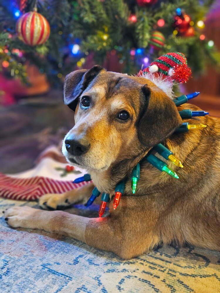 Charlie, a Adoptable mixed breed in White, PA image 5/6