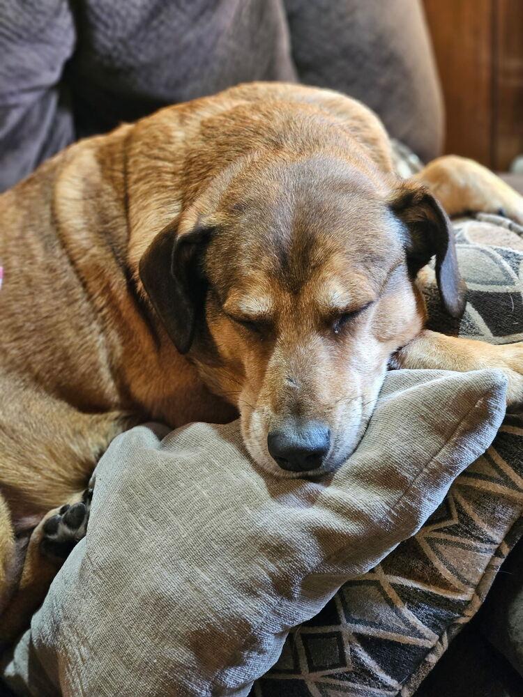 Charlie, a Adoptable mixed breed in White, PA image 6/6