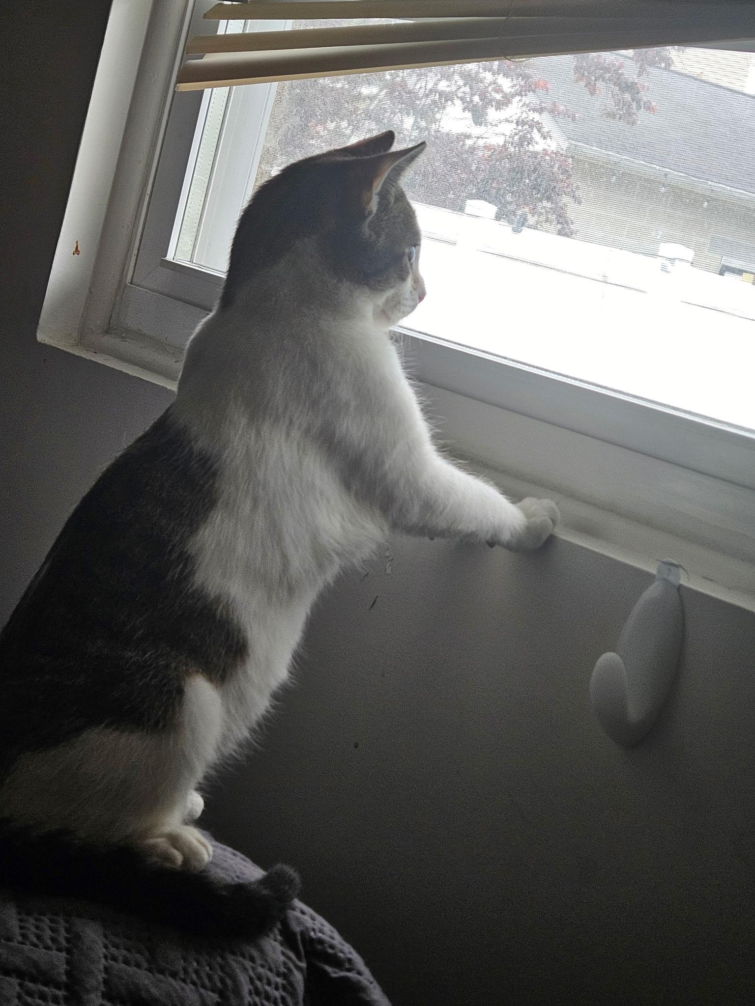 Mika, a ADOPTABLE Domestic Short Hair in Rahway, NJ image 3/4