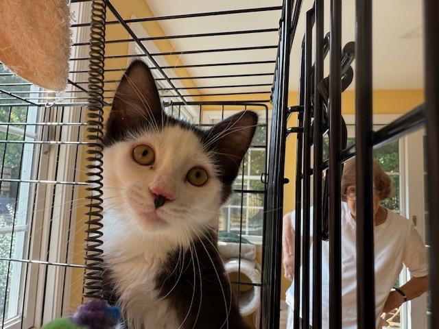 Phantom  (photo does not do him justice - most handsome kitten!!)