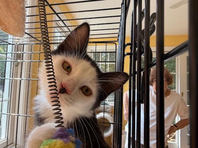 Phantom  (photo does not do him justice - most handsome kitten!!)