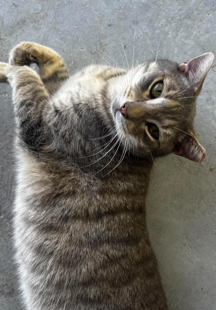 Enlarge Murphy, a Adoptable American Shorthair in Lakeland, FL image 2/6