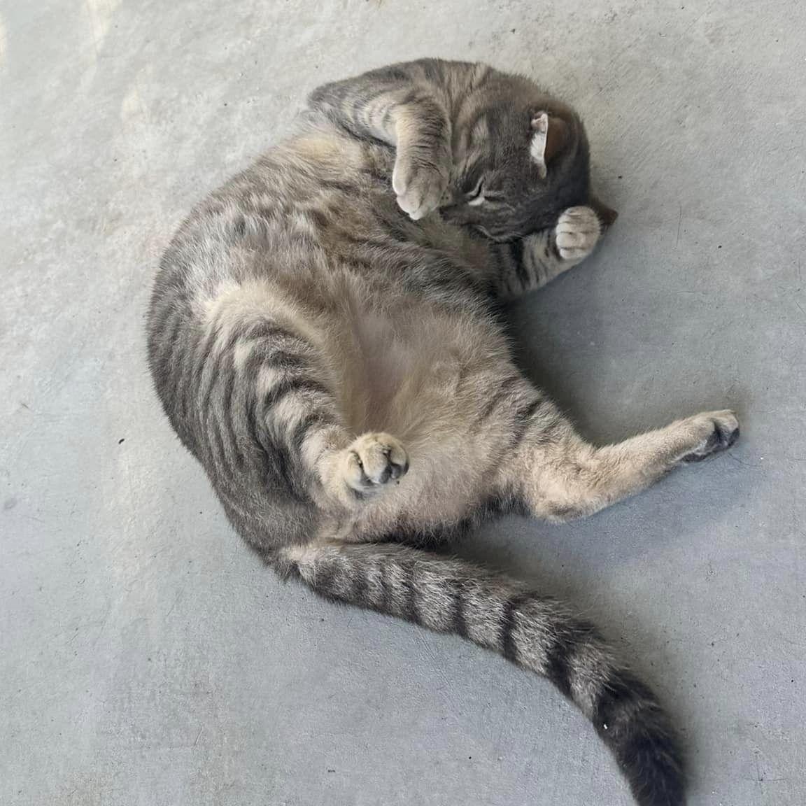 Enlarge Murphy, a Adoptable American Shorthair in Lakeland, FL image 5/6