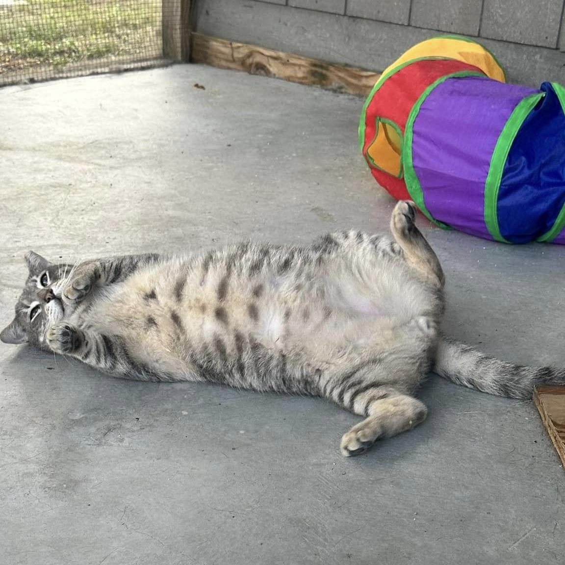 Enlarge Murphy, a Adoptable American Shorthair in Lakeland, FL image 6/6