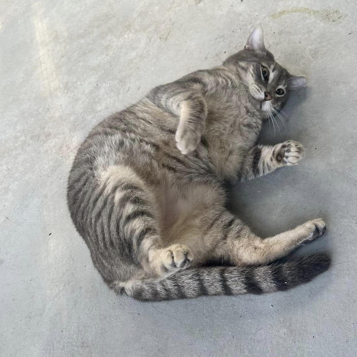 Enlarge Murphy, a Adoptable American Shorthair in Lakeland, FL image 3/6