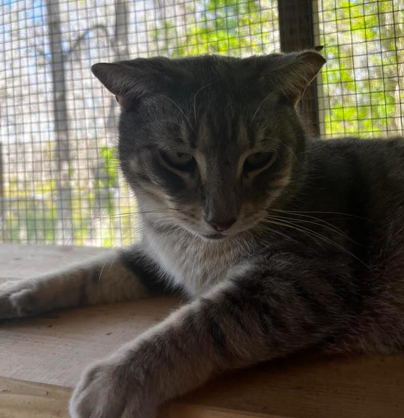 Enlarge Murphy, a Adoptable American Shorthair in Lakeland, FL image 4/6