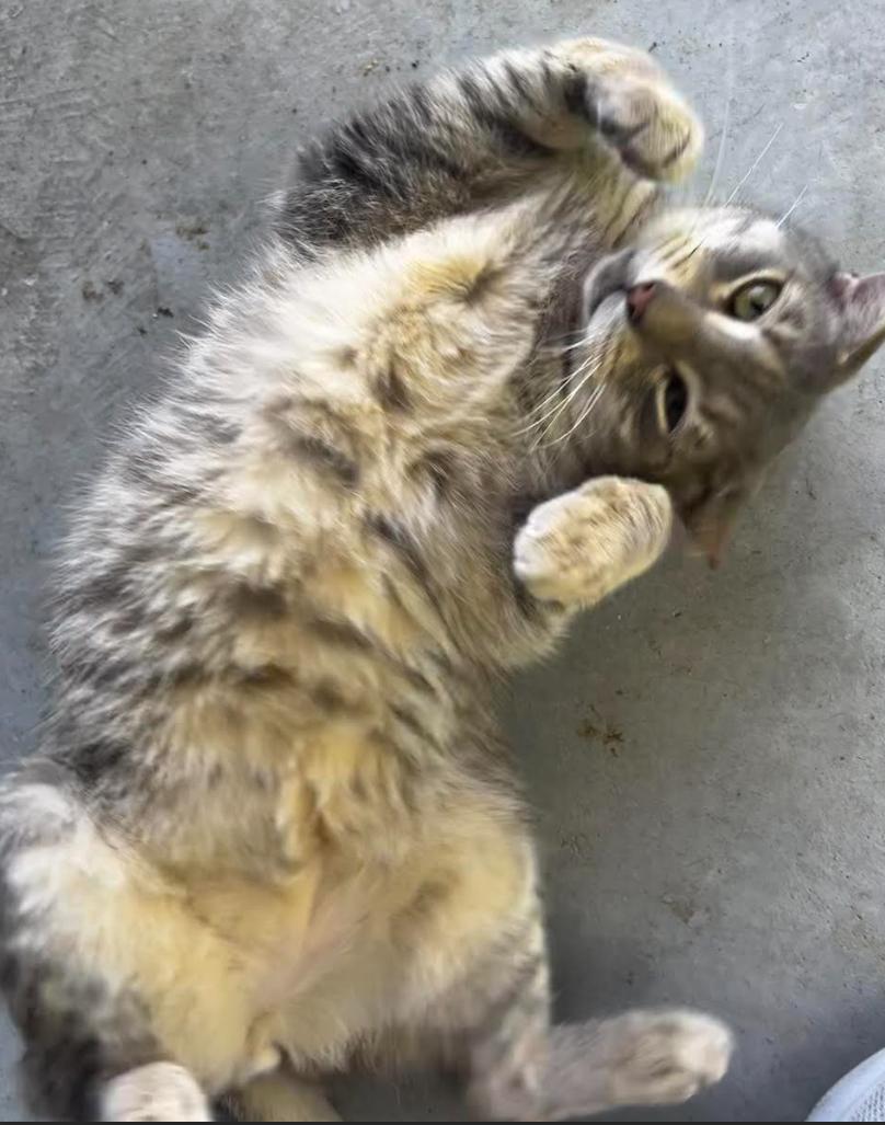 Murphy, Adoptable, Adult Male American Shorthair.