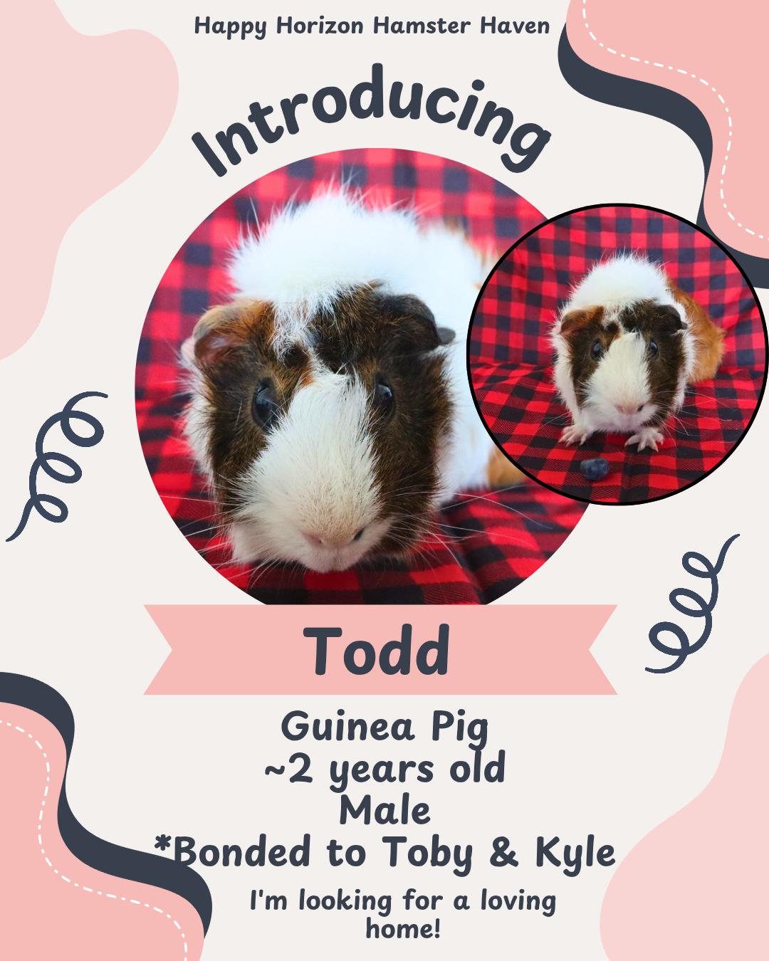 Enlarge Todd, Toby, & Kyle, a ADOPTABLE Guinea Pig in West Chester, OH image 1/3