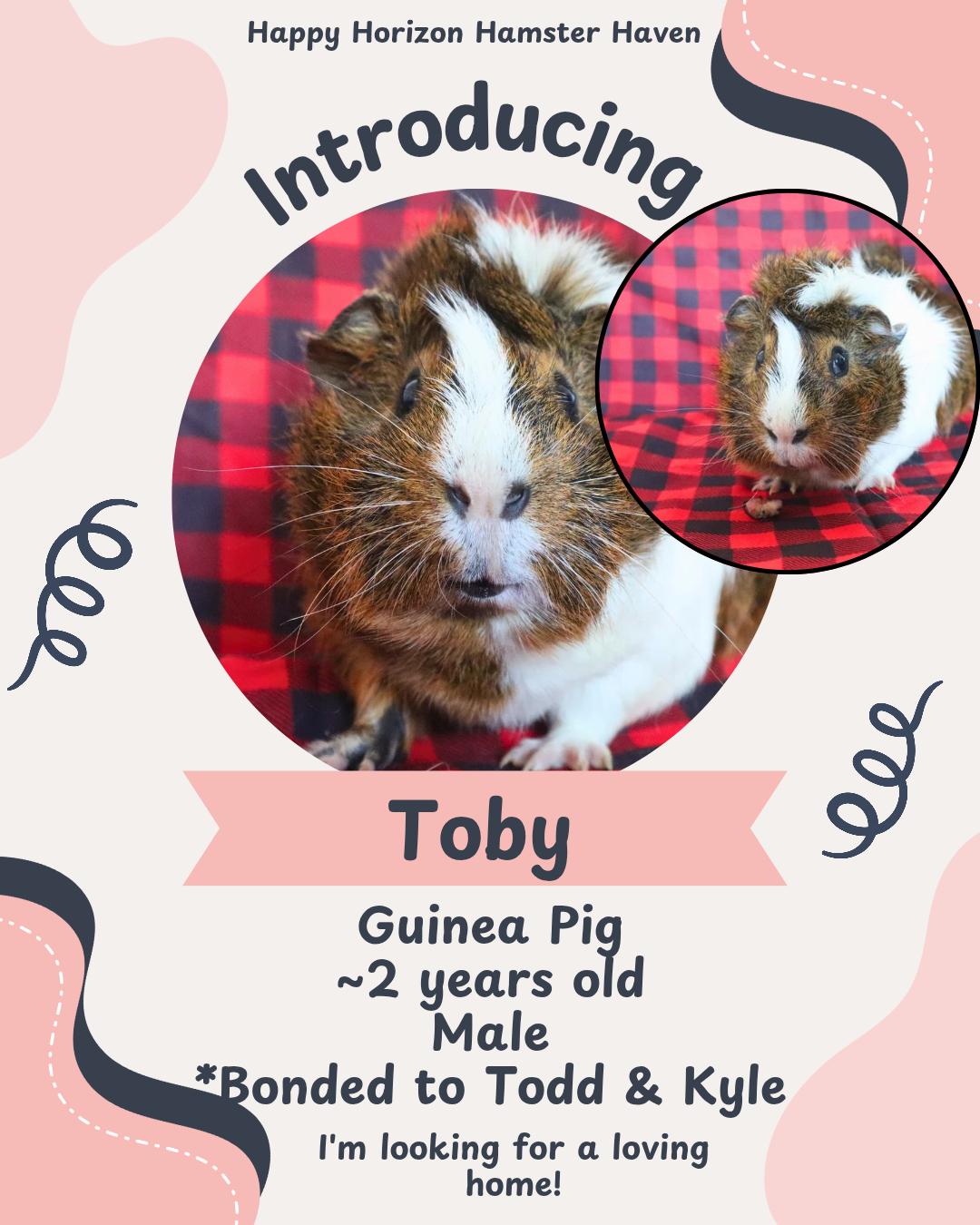 Enlarge Todd, Toby, & Kyle, a ADOPTABLE Guinea Pig in West Chester, OH image 3/3
