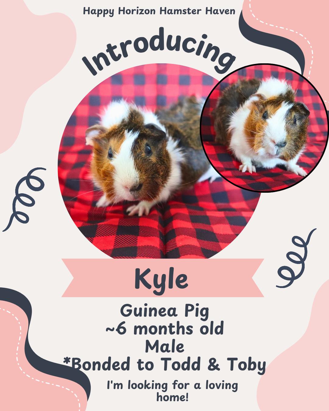 Toby & Kyle, ADOPTABLE, Adult Male Guinea Pig.