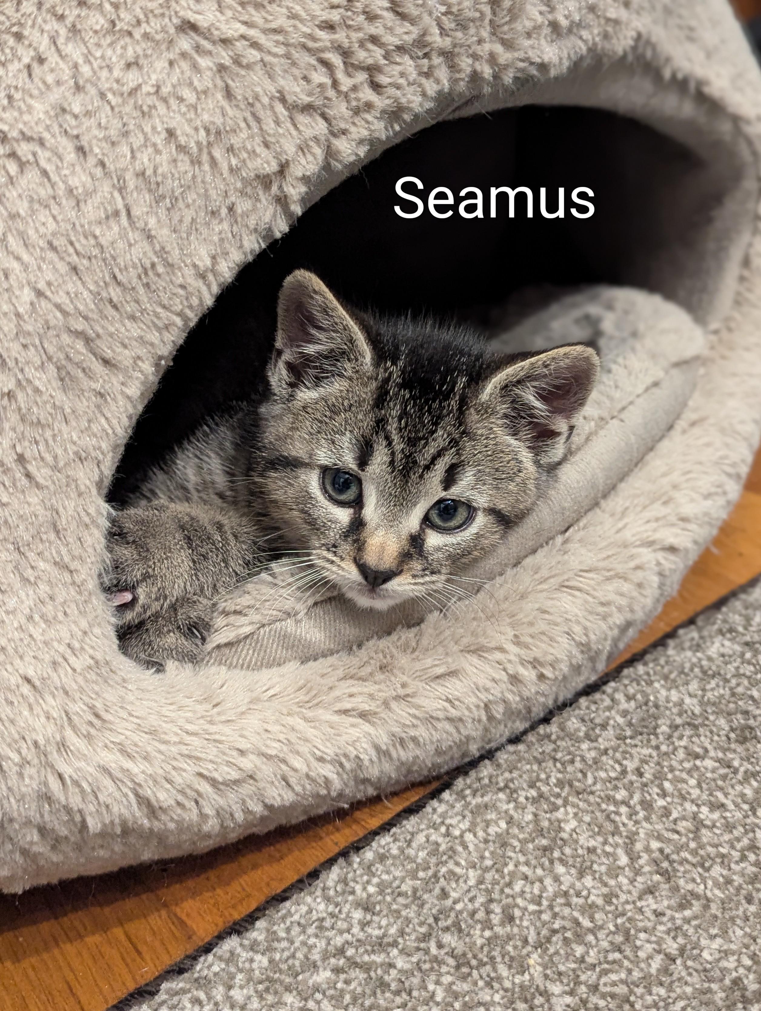 Seamus, adopted, Kitten Male Tabby.
