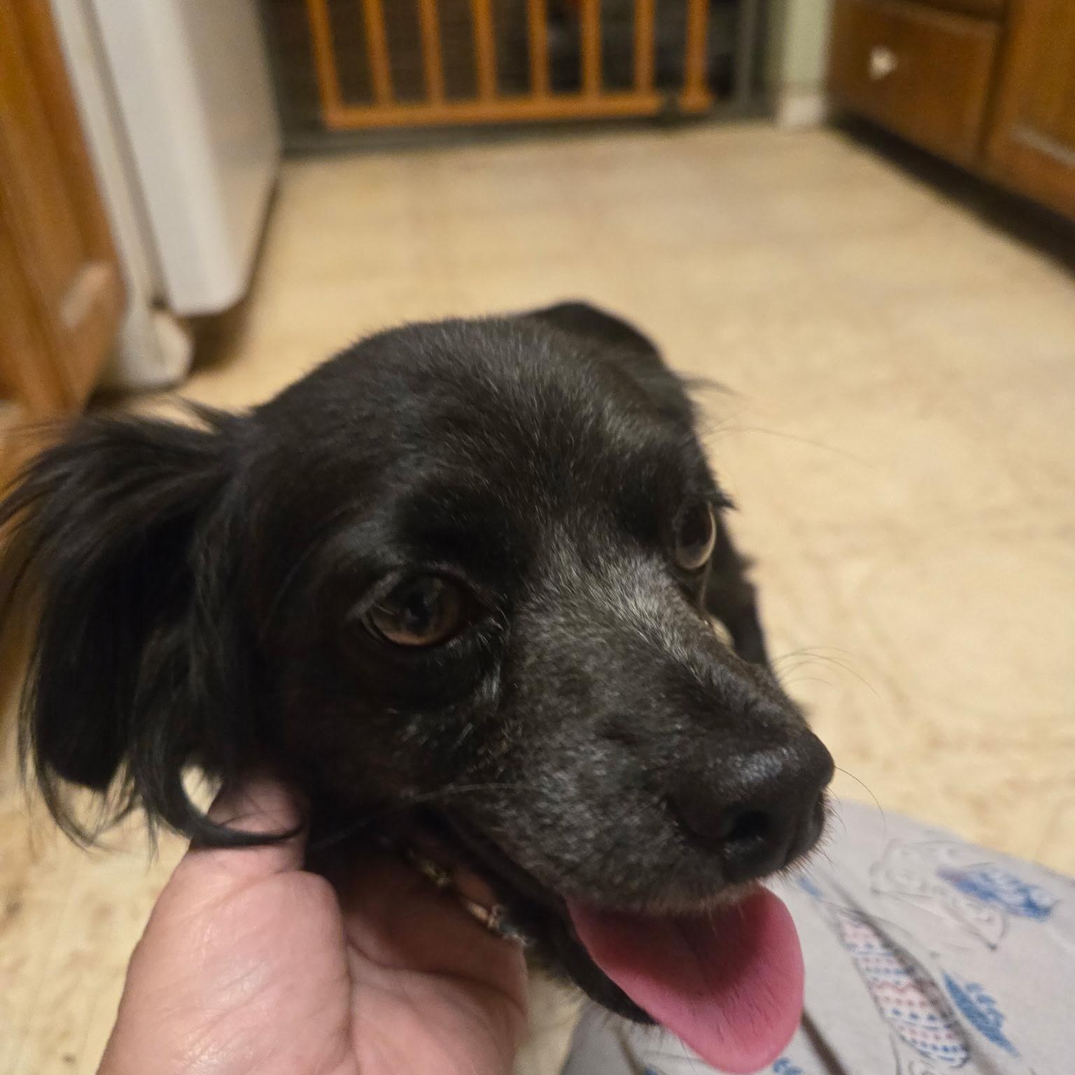 Enlarge Keira, a Adoptable mixed breed in Seal Beach, CA image 2/3