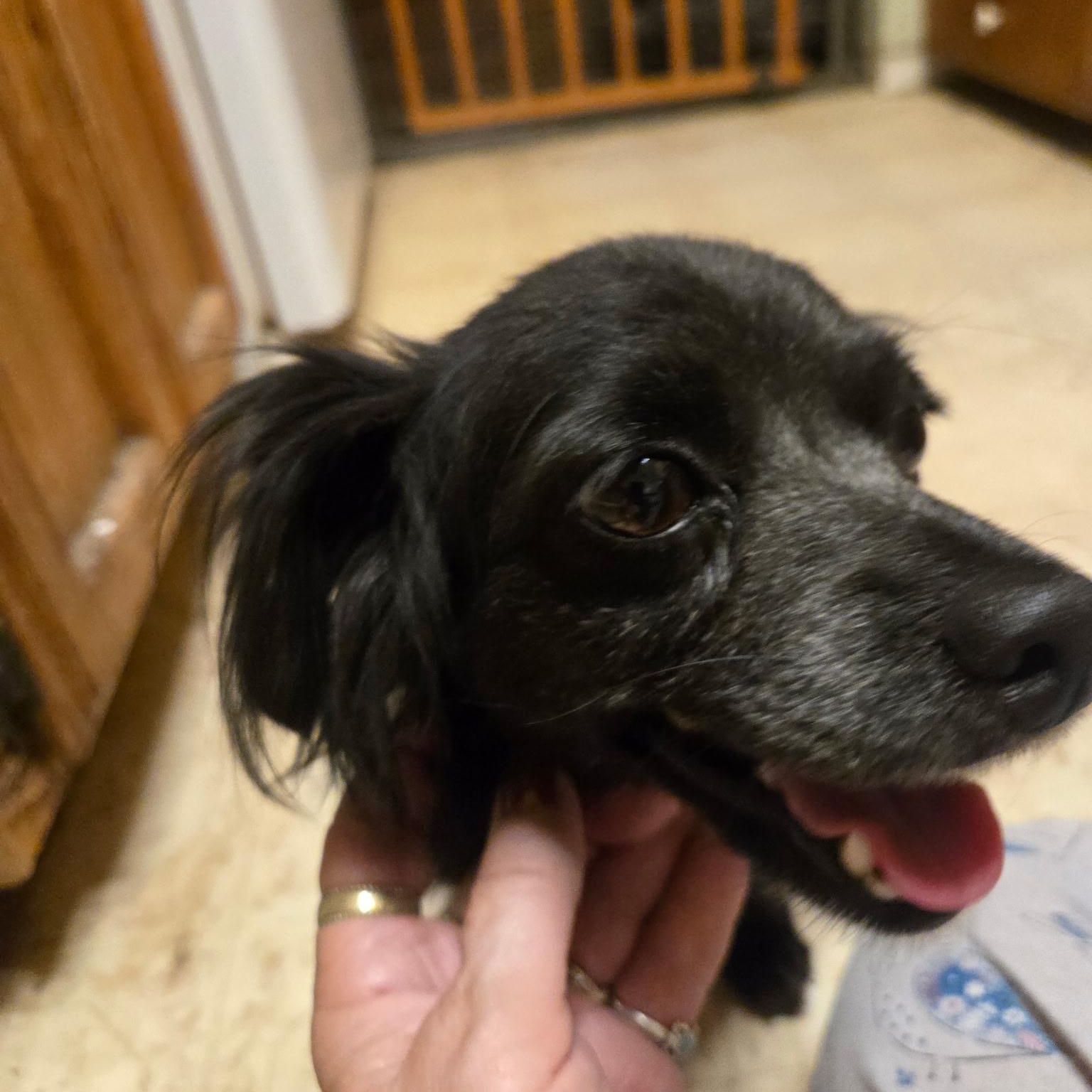 Enlarge Keira, a Adoptable mixed breed in Seal Beach, CA image 1/3