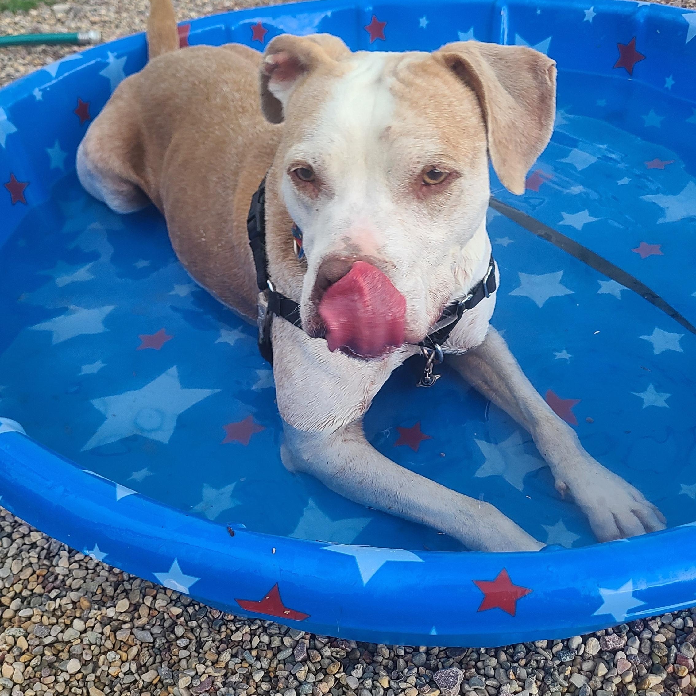 Enlarge Oso, a Adoptable American Bully in Newcastle, WY image 1/3