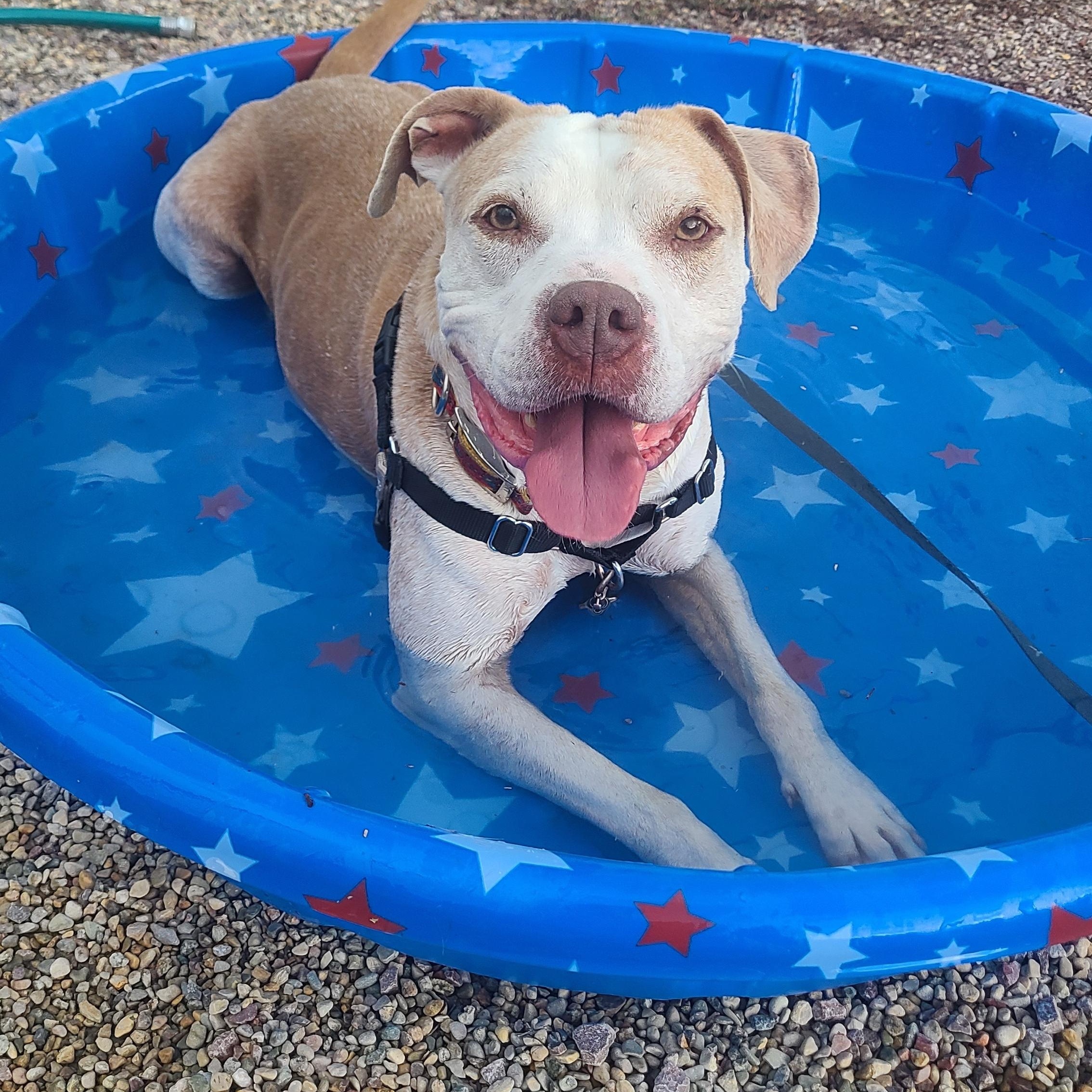 Enlarge Oso, a Adoptable American Bully in Newcastle, WY image 2/3