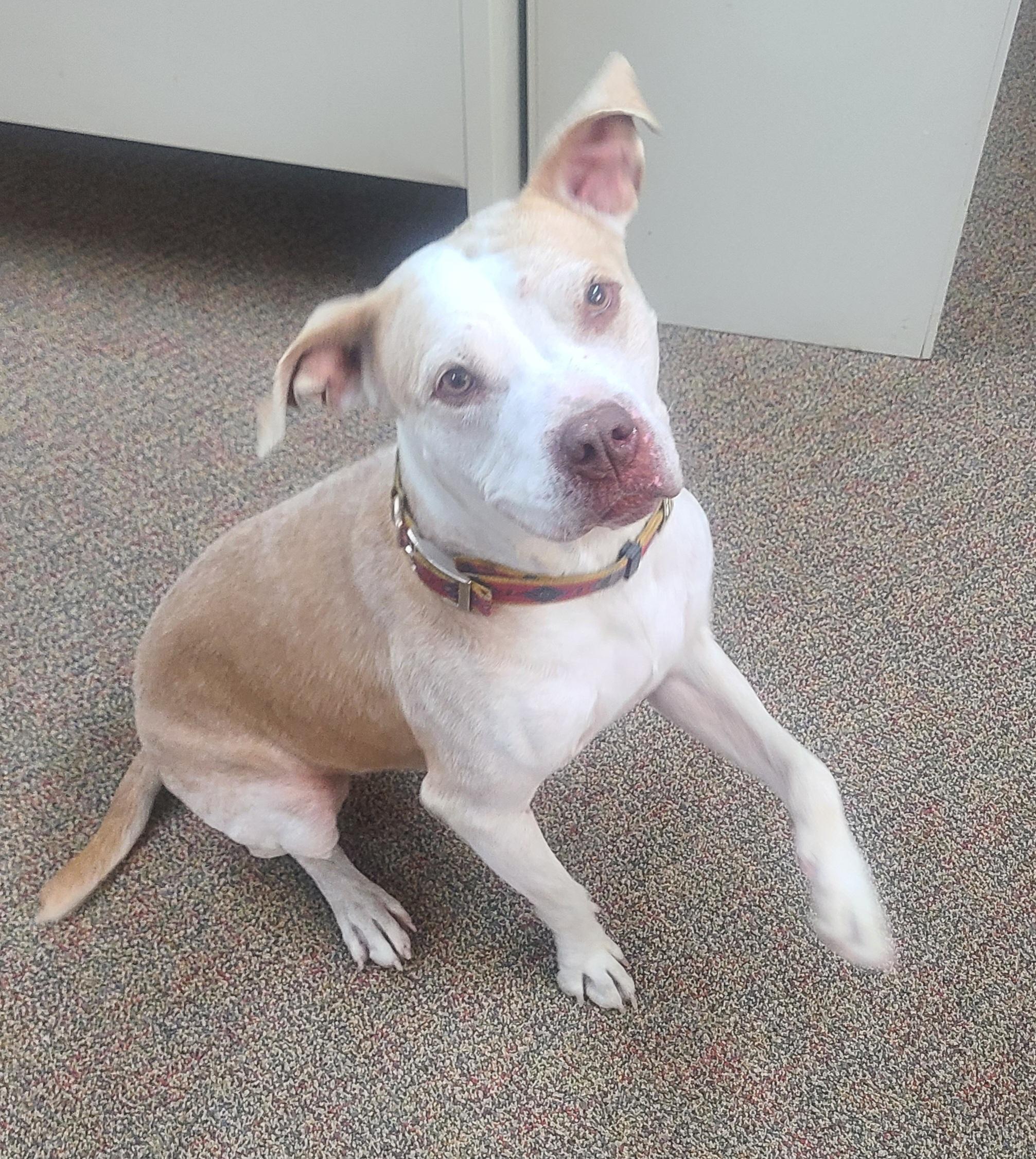 Oso, an adoptable American Bully in Newcastle, WY, 82701 | Photo Image 1