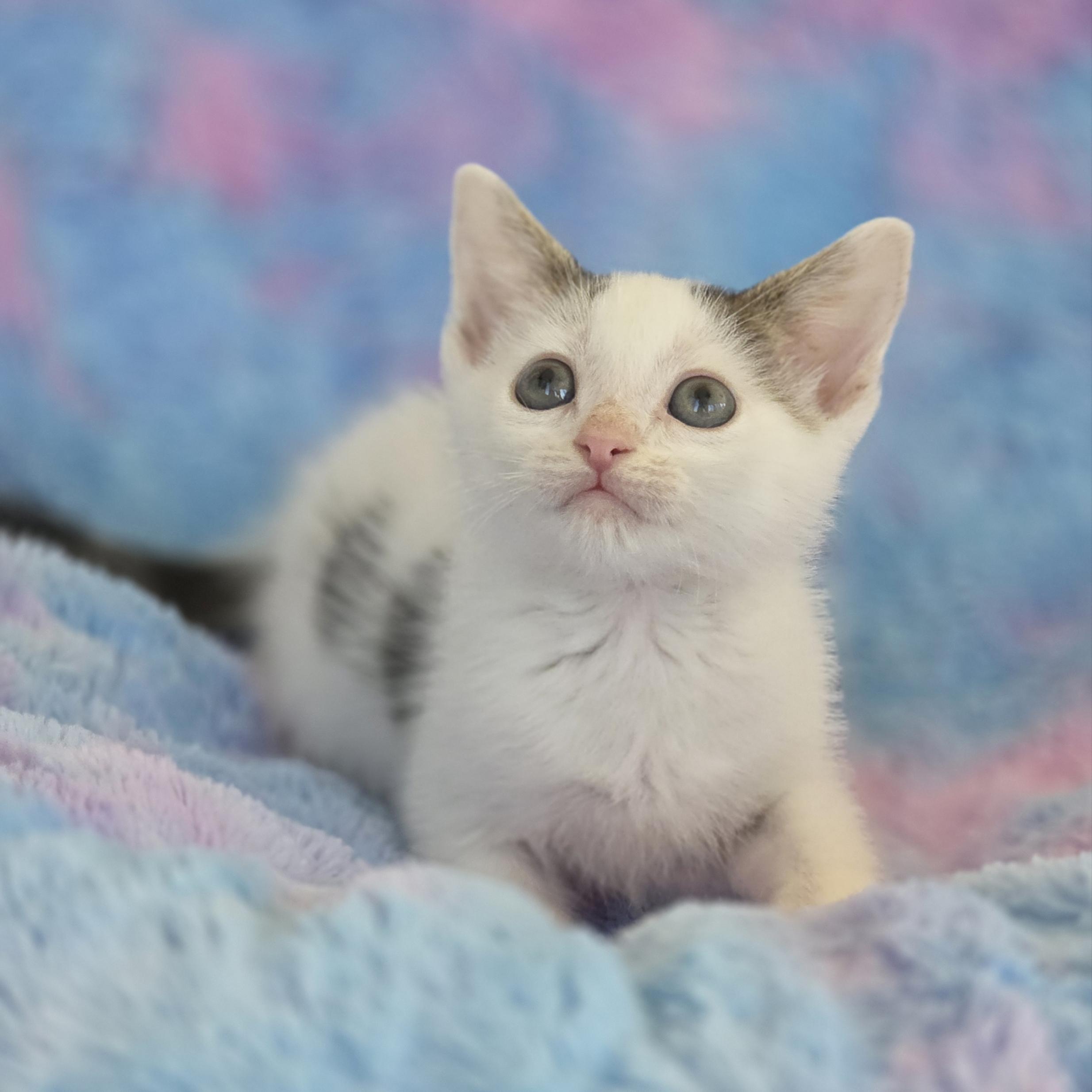 Nezuko, Adoptable, Kitten Female Tabby & Domestic Short Hair.