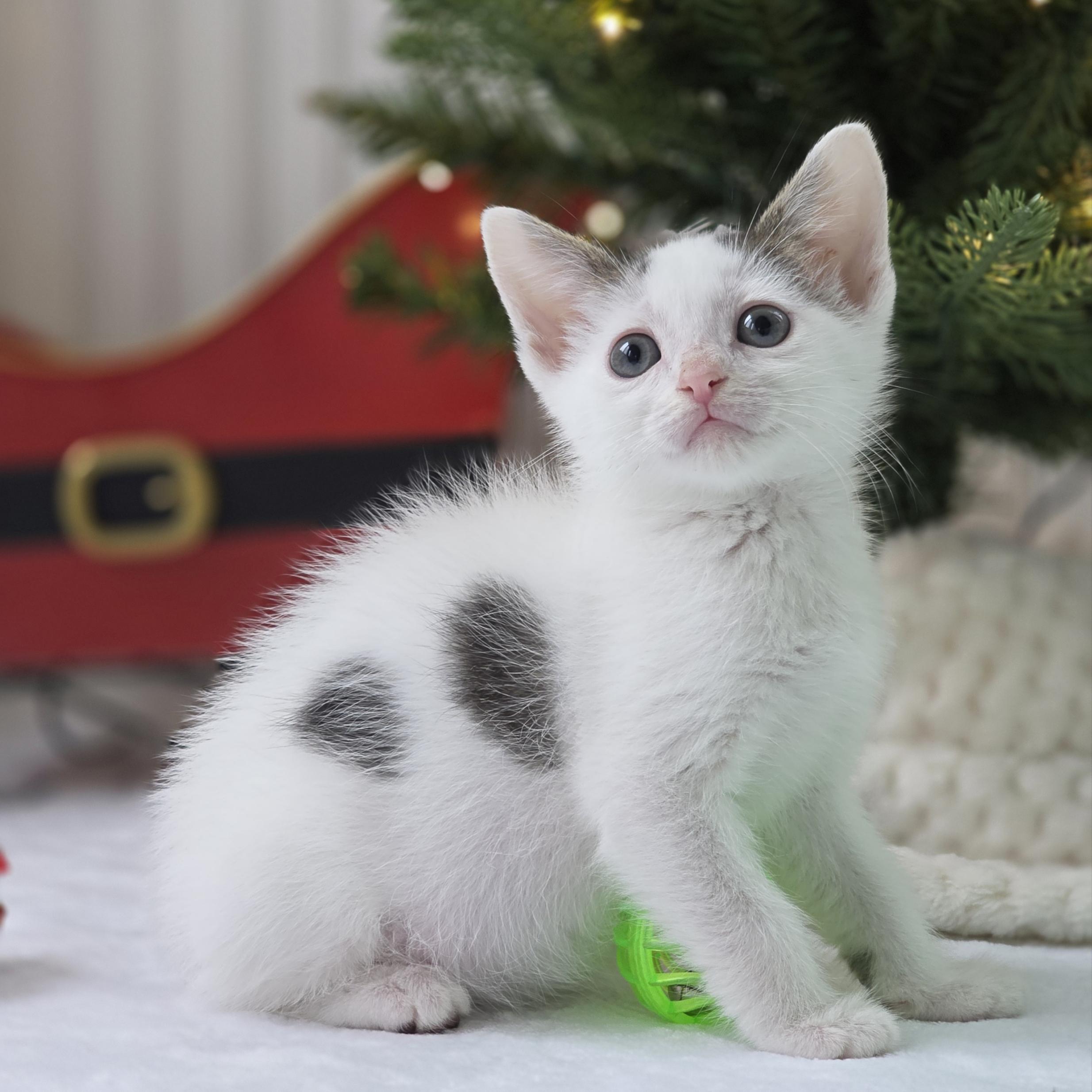 Enlarge Nezuko, a Adoptable mixed breed in Atlanta, GA image 2/6