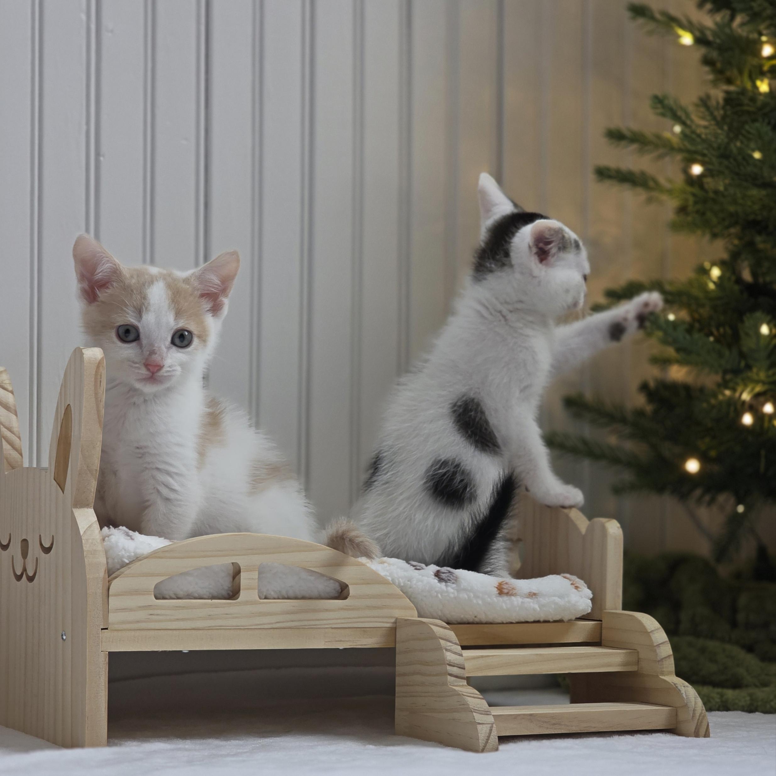 Enlarge Nezuko, a Adoptable mixed breed in Atlanta, GA image 3/6