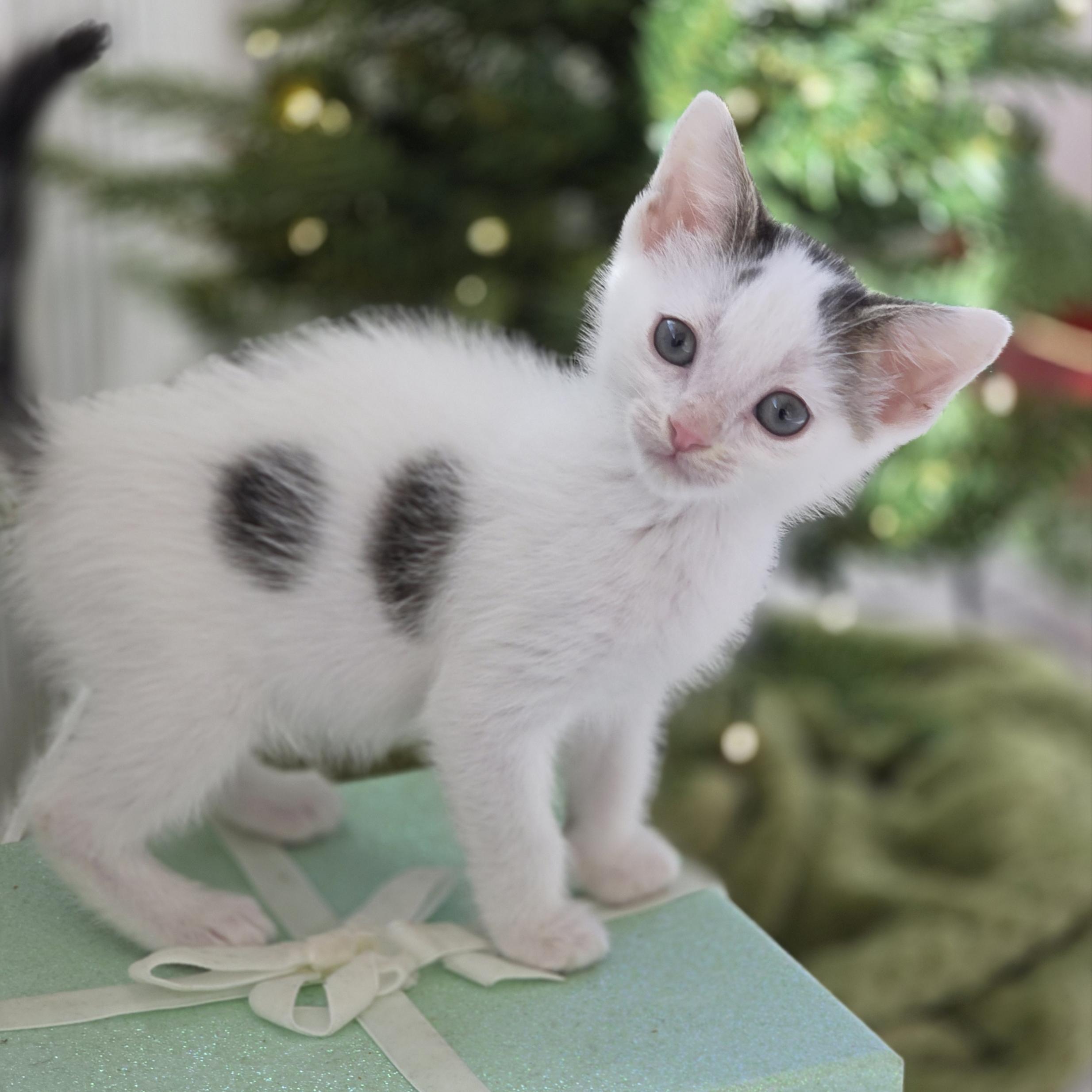 Enlarge Nezuko, a Adoptable mixed breed in Atlanta, GA image 5/6