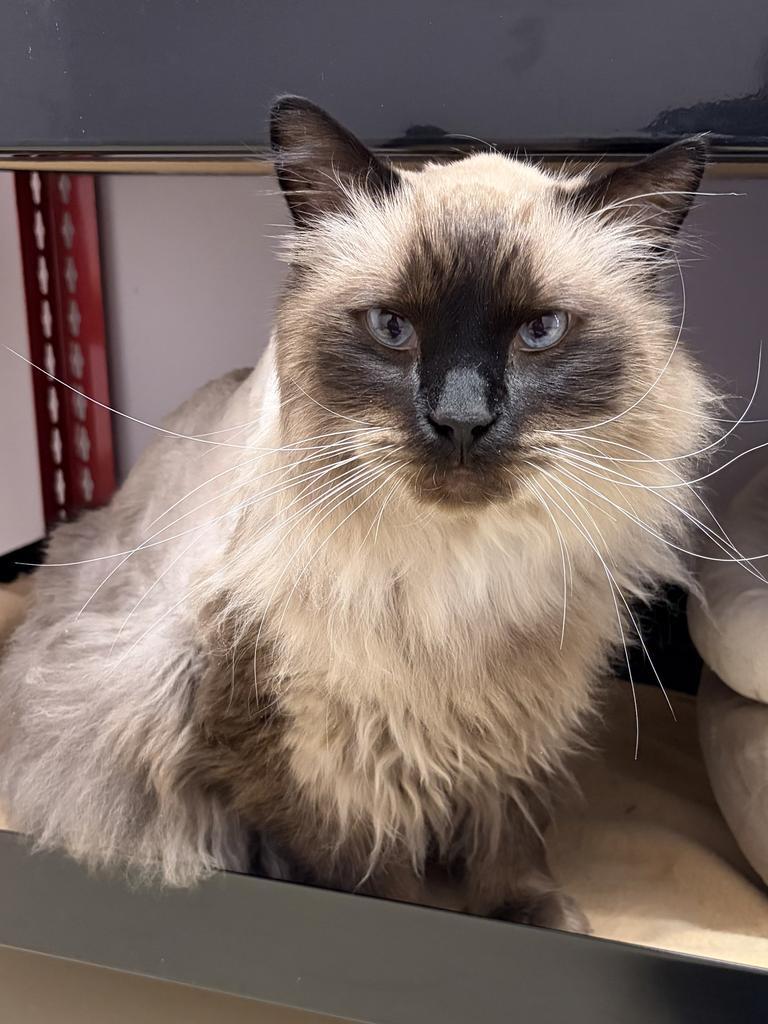 Enlarge Fuzz, a Adoptable Siamese in Saint Paul, MN image 1/6