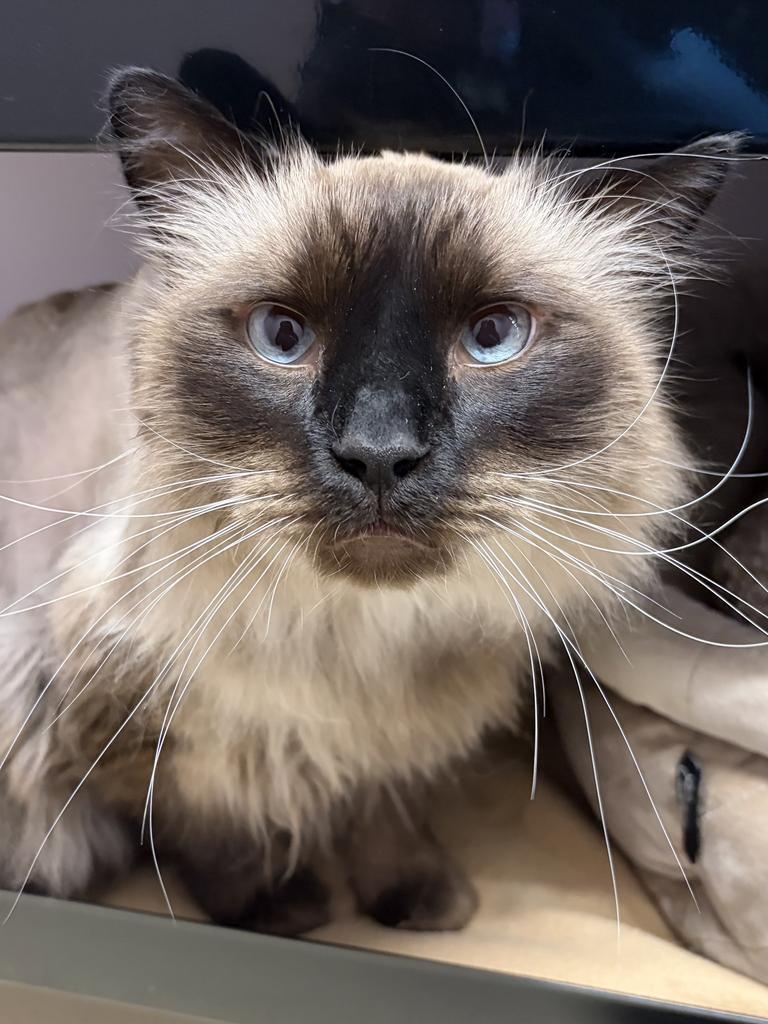 Enlarge Fuzz, a Adoptable Siamese in Saint Paul, MN image 2/6