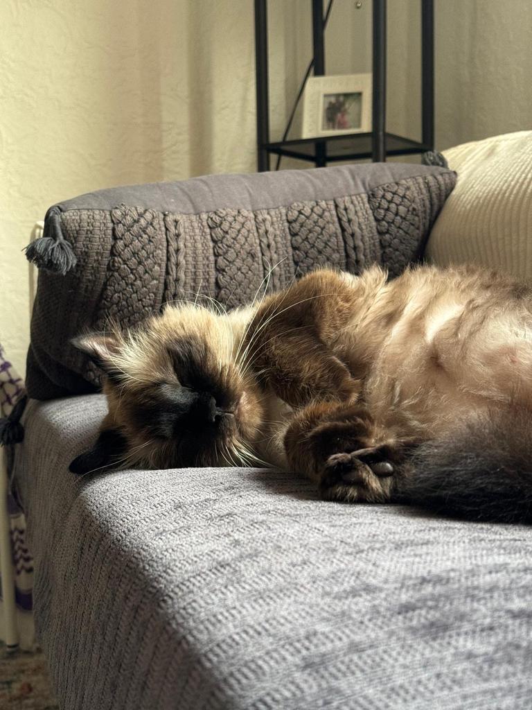 Enlarge Fuzz, a Adoptable Siamese in Saint Paul, MN image 3/6