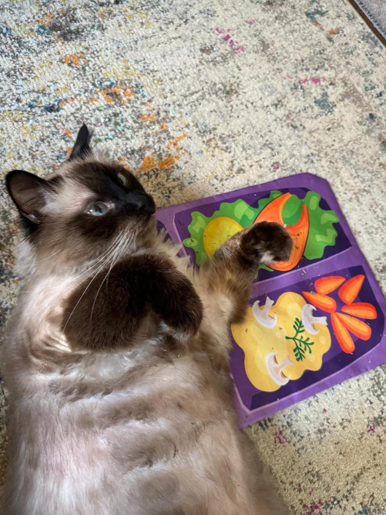 Enlarge Fuzz, a Adoptable Siamese in Saint Paul, MN image 4/6