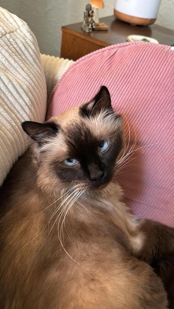 Enlarge Fuzz, a Adoptable Siamese in Saint Paul, MN image 5/6