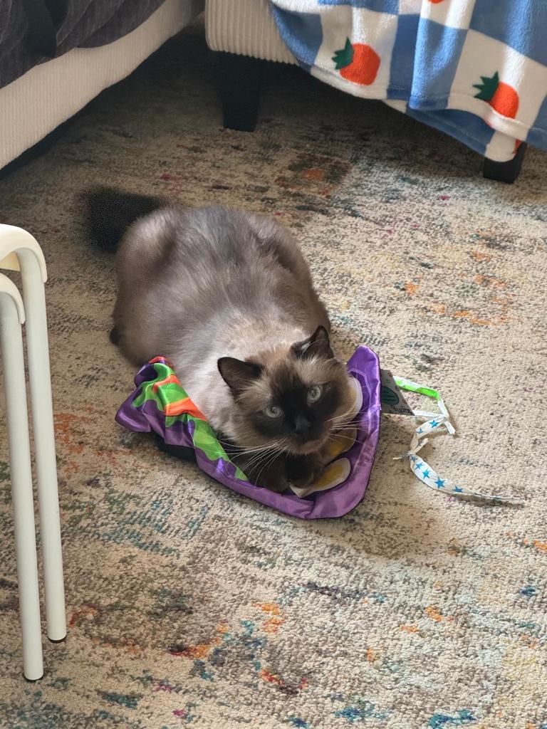 Enlarge Fuzz, a Adoptable Siamese in Saint Paul, MN image 6/6