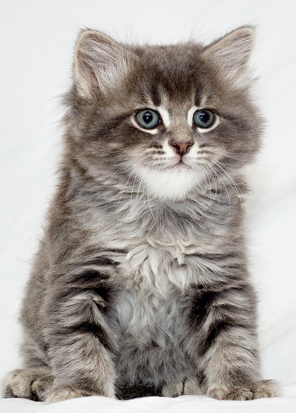 Enlarge Shetland, a Adoptable mixed breed in Washburn, WI image 1/3