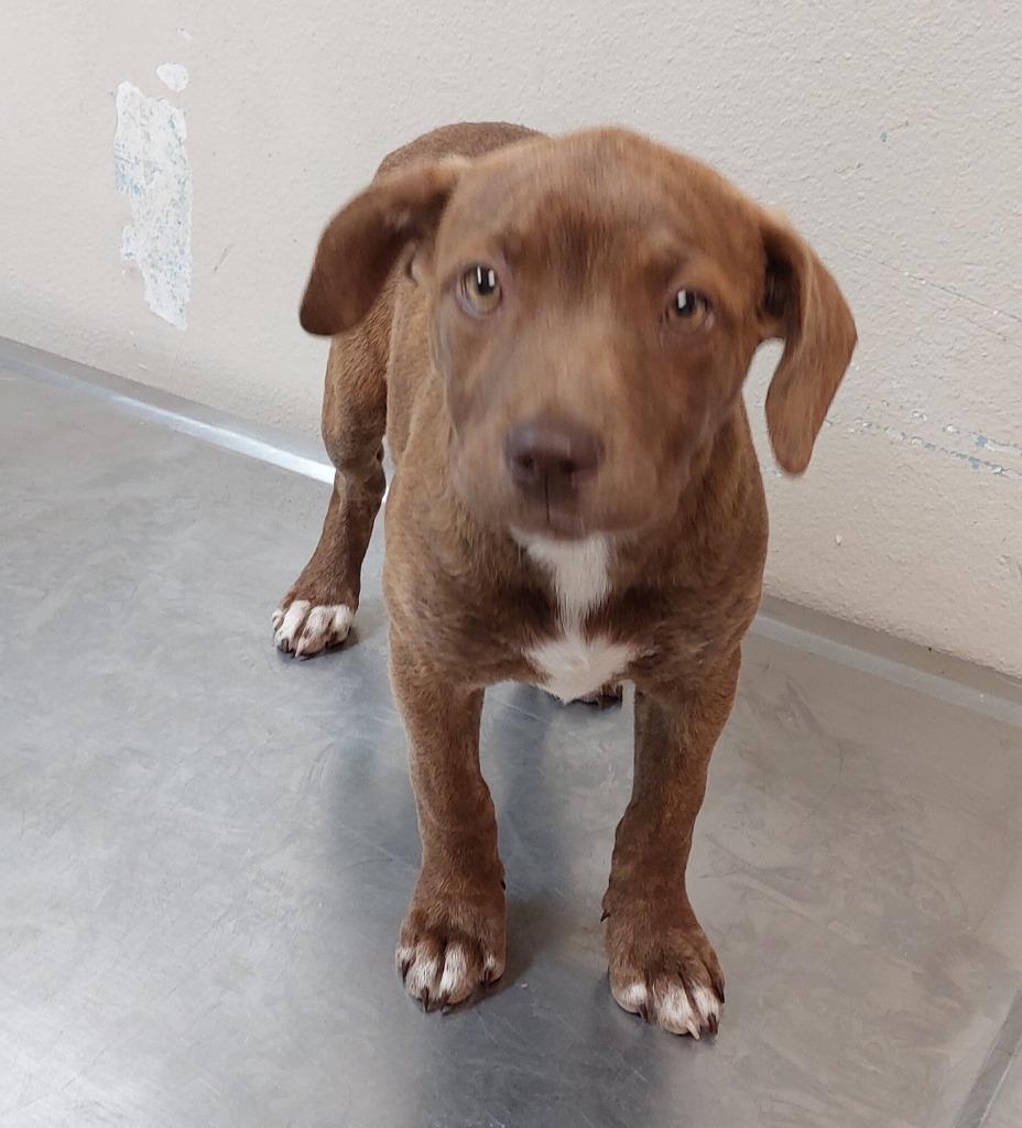 Enlarge Border Collie Puppy 5(Gretchen), a Adoptable mixed breed in Mocksville, NC image 1/3