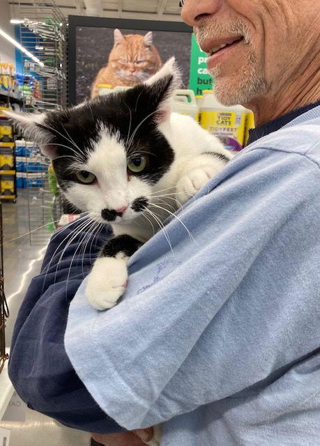 Enlarge Buttons, a Adopted Domestic Short Hair in Macedonia, OH image 1/3